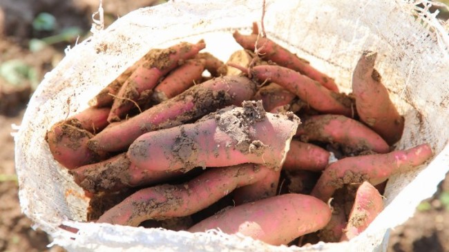 Hatay’dan tarımsal kalkınmaya ‘tatlı patates’ desteği