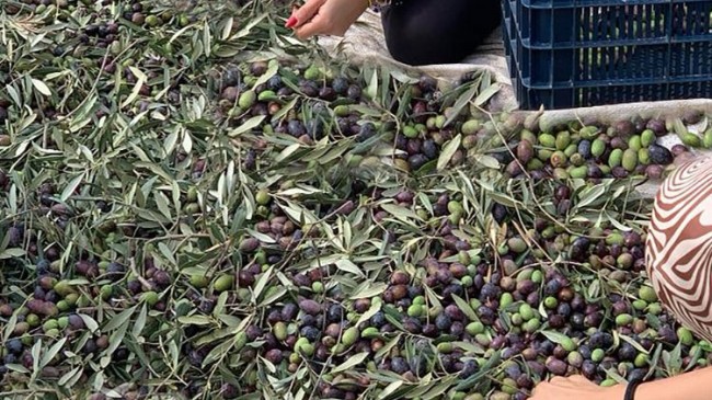 İzmir Şirince’de hem tatil, hem de zeytin hasadı deneyimi