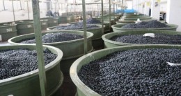 Marmarabirlik’ten zeytin üreticilerine 61 milyon TL’lik ödeme daha