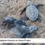 Deniz Kaplumbağalarını Koruma ve İzleme Projesi