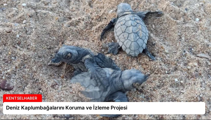 Deniz Kaplumbağalarını Koruma ve İzleme Projesi