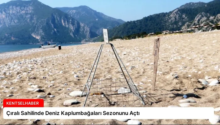 Çıralı Sahilinde Deniz Kaplumbağaları Sezonunu Açtı