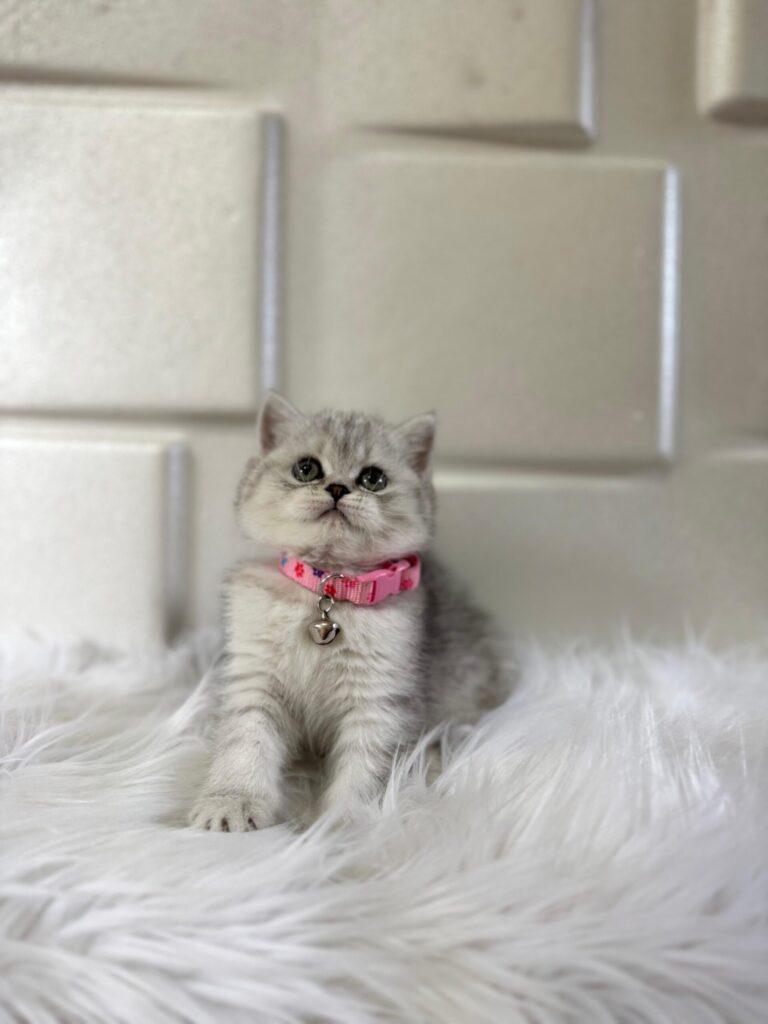 İngiltere’nin Tombul Güzeli British Shorthair