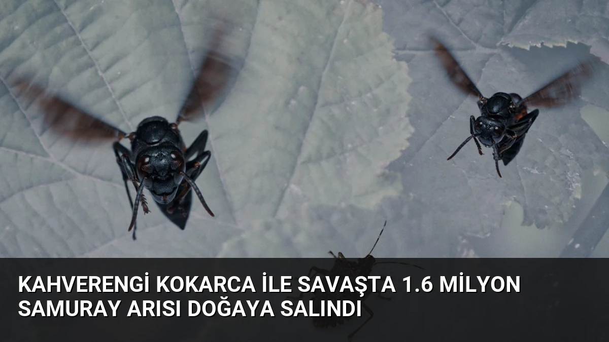 Kahverengi Kokarca İle Savaşta 1.6 Milyon Samuray Arısı Doğaya Salındı