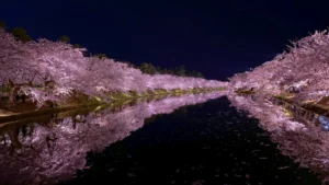 Japonya Turları İçin Sezon Rehberi: Kiraz Çiçeği mi, Sonbahar Yaprakları mı, Kış mı?